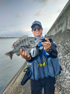 クロダイの釣果