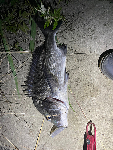 チヌの釣果