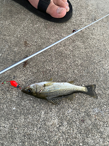 シーバスの釣果