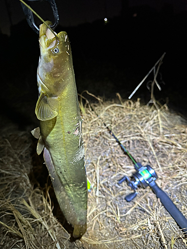 ナマズの釣果