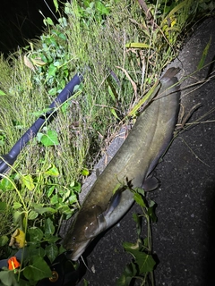 ナマズの釣果