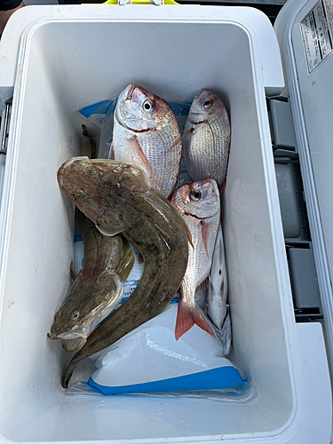 マゴチの釣果