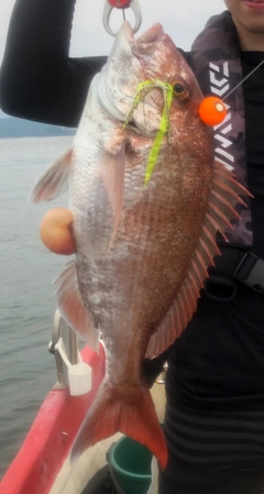 マダイの釣果