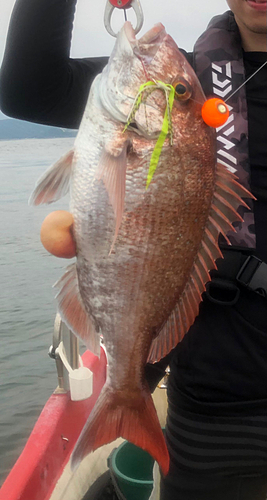 マダイの釣果