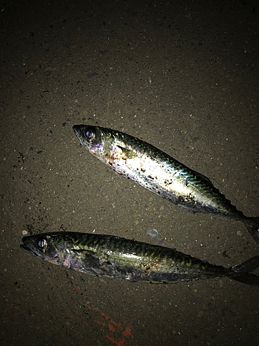 サバの釣果