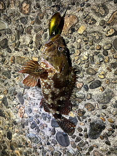 カサゴの釣果