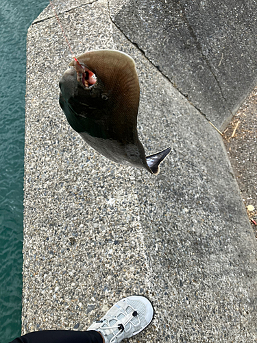 シタビラメの釣果