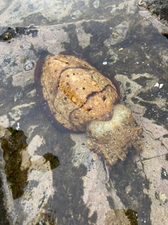 コウイカの釣果