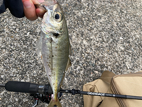 マアジの釣果