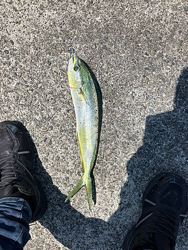 シロアマダイの釣果