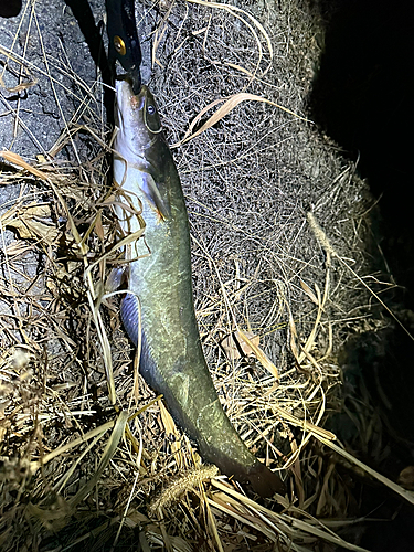 ナマズの釣果