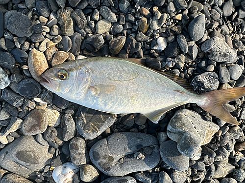 ネリゴの釣果