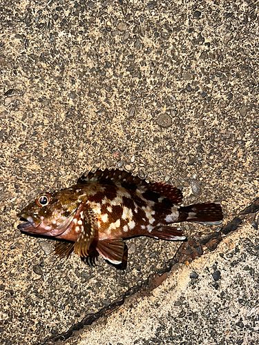カサゴの釣果