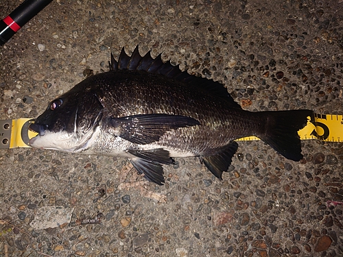 クロダイの釣果