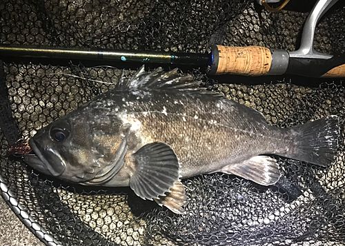 クロソイの釣果