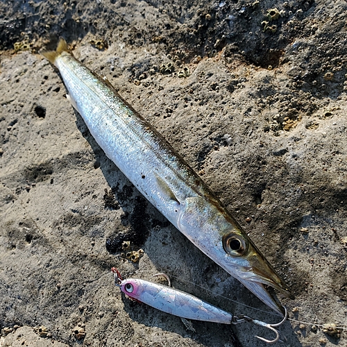 カマスの釣果