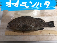 オオモンハタの釣果