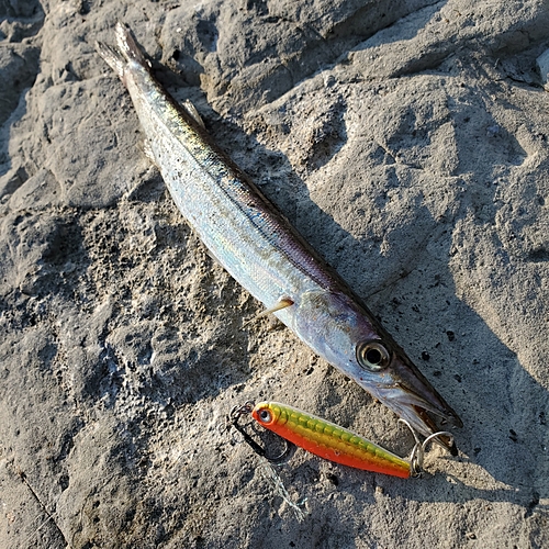 カマスの釣果