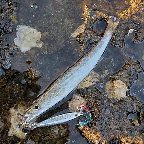 カマスの釣果