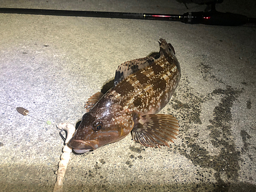 アイナメの釣果