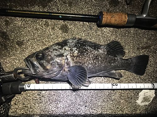 クロソイの釣果
