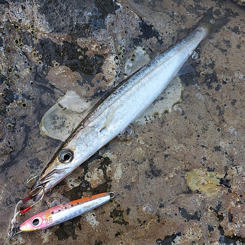 カマスの釣果