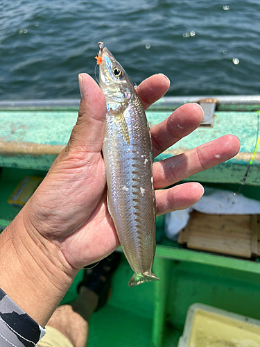 シロギスの釣果