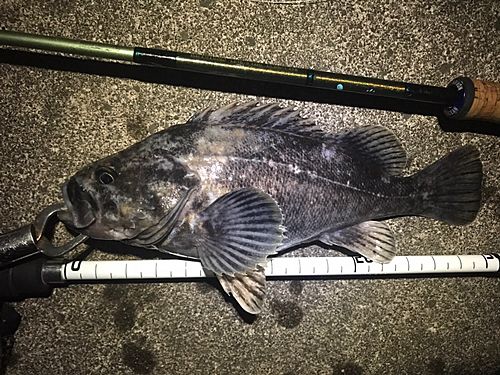 クロソイの釣果