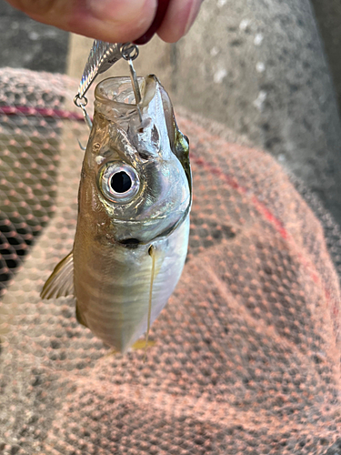 マアジの釣果