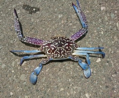 タイワンガザミの釣果