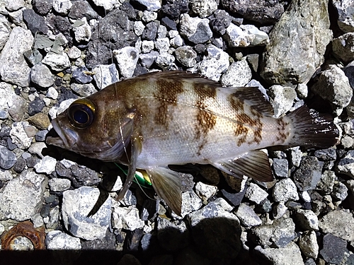 メバルの釣果