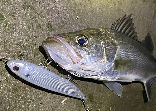 シーバスの釣果