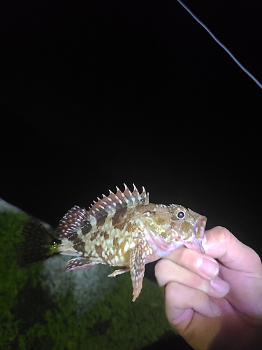 アラカブの釣果