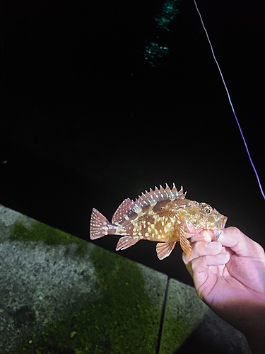 アラカブの釣果