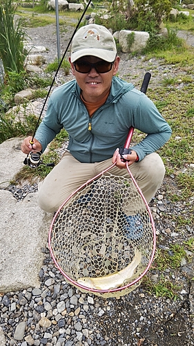 トラウトの釣果