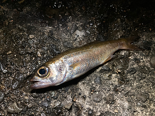 クロムツの釣果