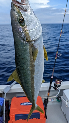 ヒラマサの釣果