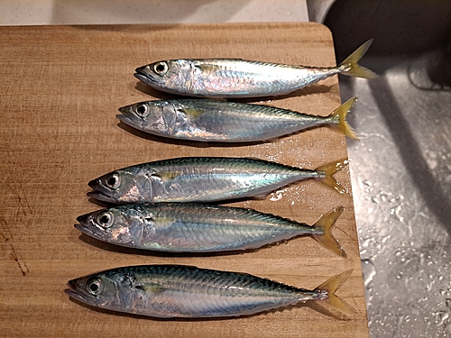 サバの釣果