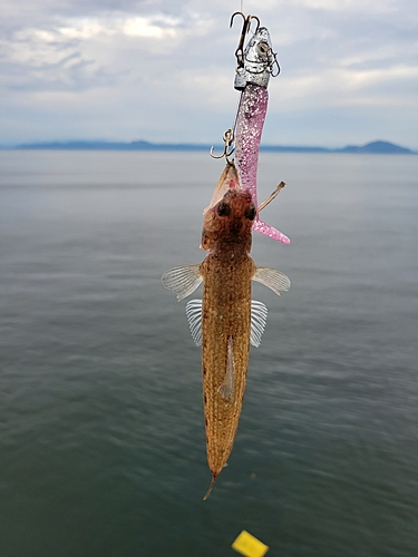 エソの釣果