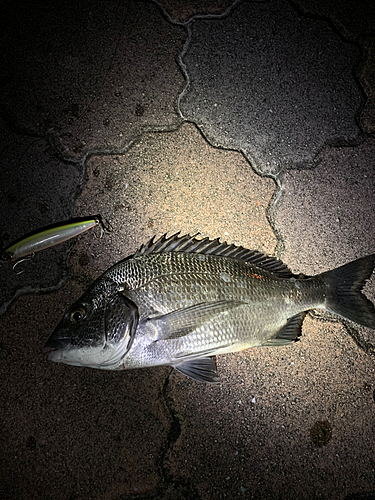 チヌの釣果