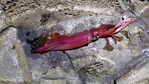 ケンサキイカの釣果