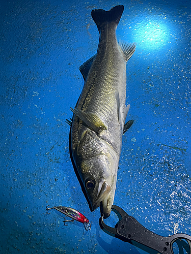 シーバスの釣果