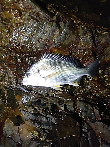 キビレの釣果