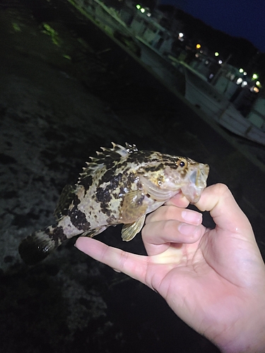 タケノコメバルの釣果