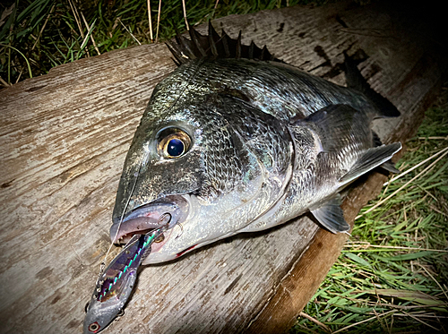 チヌの釣果