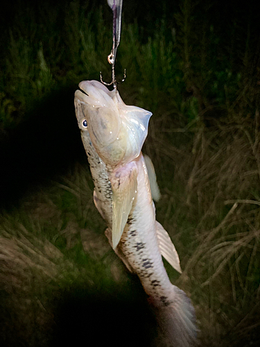 ハゼの釣果