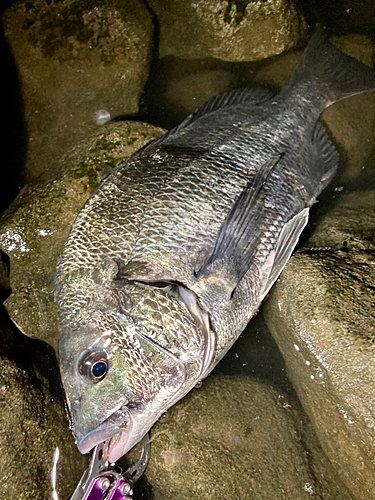 チヌの釣果