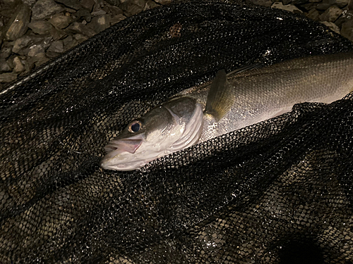 マルスズキの釣果