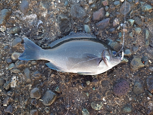 コノシロの釣果