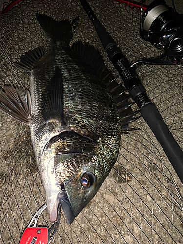 クロダイの釣果